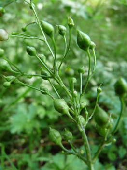 Fruits en forme de capsules de forme conique. Agrandir dans une nouvelle fenêtre (ou onglet)